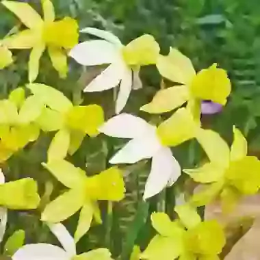 Two Tone Mix